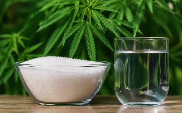 Добавление сахара в питательную среду для культуры тканей