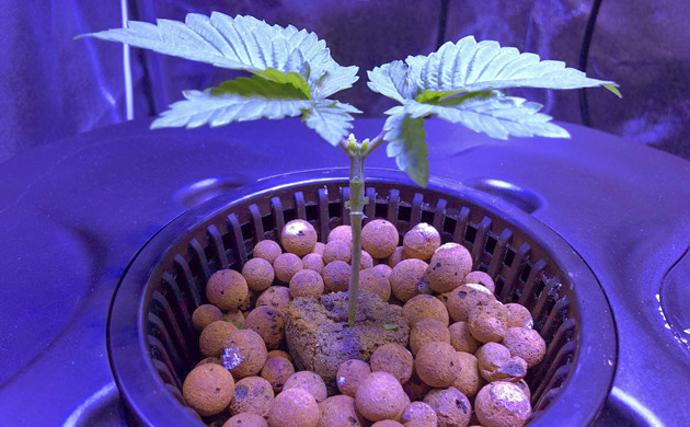 Используем топпинг конопли Топпинг марихуаны