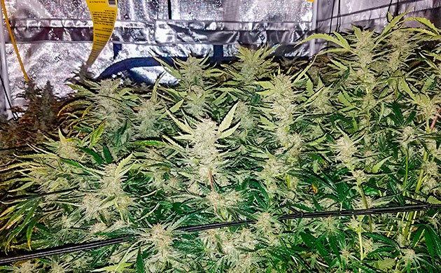 Куст конопли Gelato Auto на 9-10 неделе выращивания отработка кустов Gelato Auto