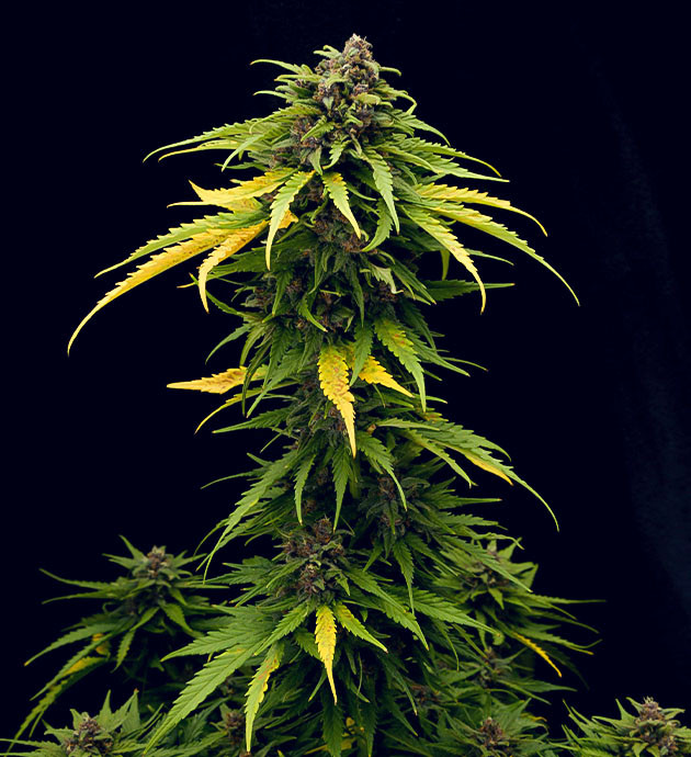 подготовка к харвесту Tropicana Cookies Auto