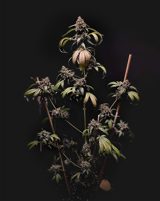 Осенняя окраска листьев Amnesia Zkittlez Auto Amnesia Zkittlez Auto: подготовка к промывке