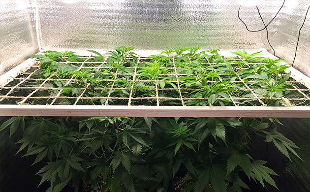 Использование сетки ScrOG Сетка ScrOG по размеру гроубокса