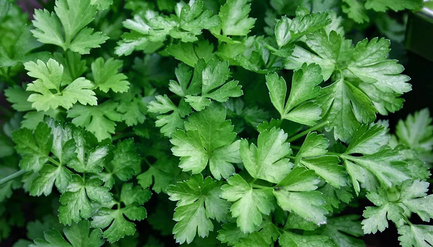 Кориандр борется с паутинным плещем Кориандр отпугивает паутинного клеща