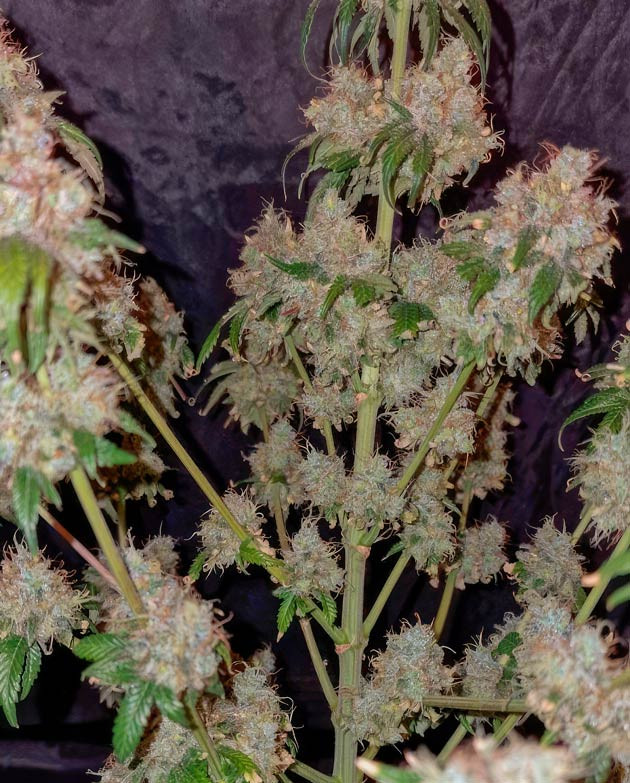 Общие впечатления о грове сорта EL Valle Haze Харвест конопли