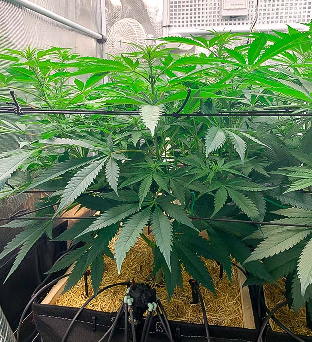 Цветение конопли и капельный полив Куст Gorilla Glue #4 на стадии цветения