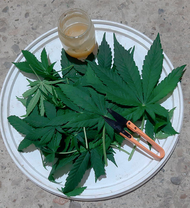 Подготовка куста Glue Sherbet к цветению