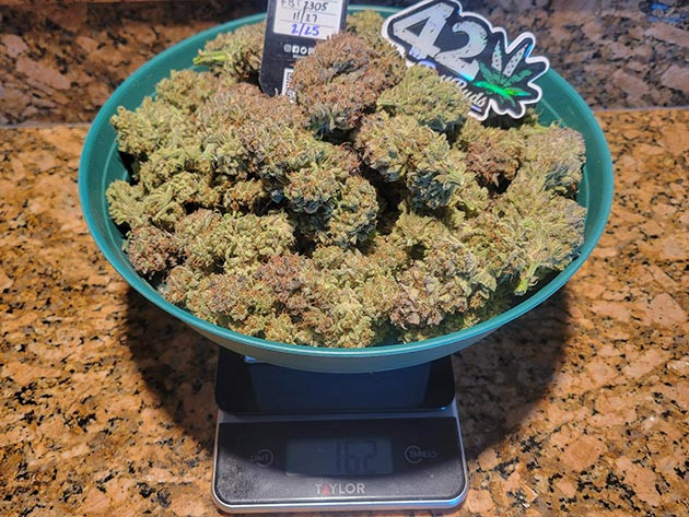 Оценка результата и общий анализ Ztrawberriez Auto Впечатления от сорта конопли Ztrawberriez Auto