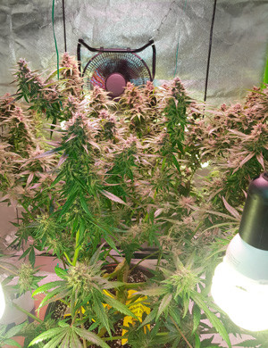 Как выглядит гроубокс Конопля в гроубоксе