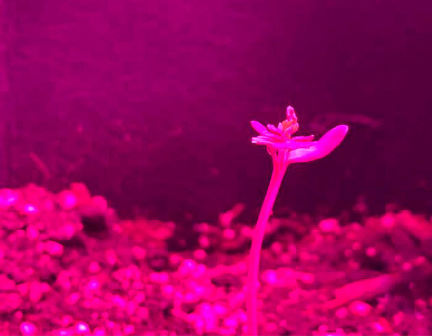 Росток сорта конопли Dos-Si-Dos Cookies Autoflower