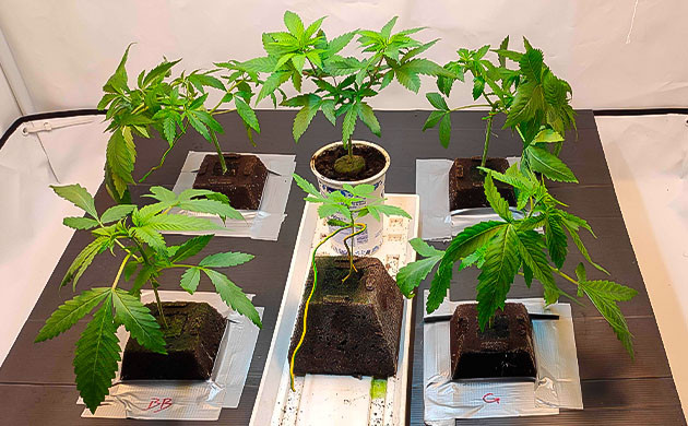 Проращивание семени и удобрения Росток Gelato от Blimburn Seeds