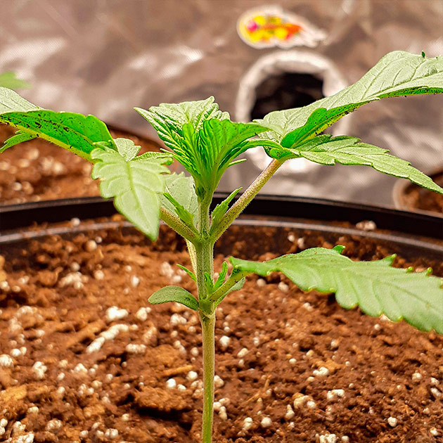 Пересадка марихуаны Scout Cookies Auto Выращивание конопли Scout Cookies Auto