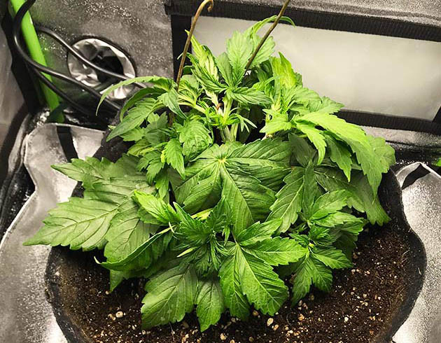 Техника LST и дефолиация на 3 неделе роста Растяжка ветвей методом LST