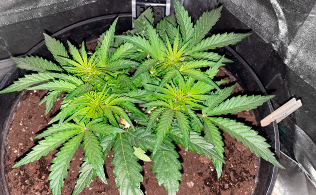 Предцвет конопли на 5 неделе Завершение стадии вегетации на 5 неделе