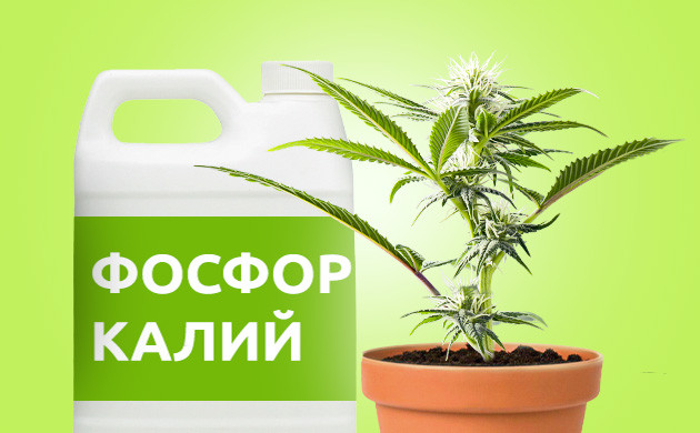 Удобрения на стадии цветения конопли Фосфор и калий для цветения конопли