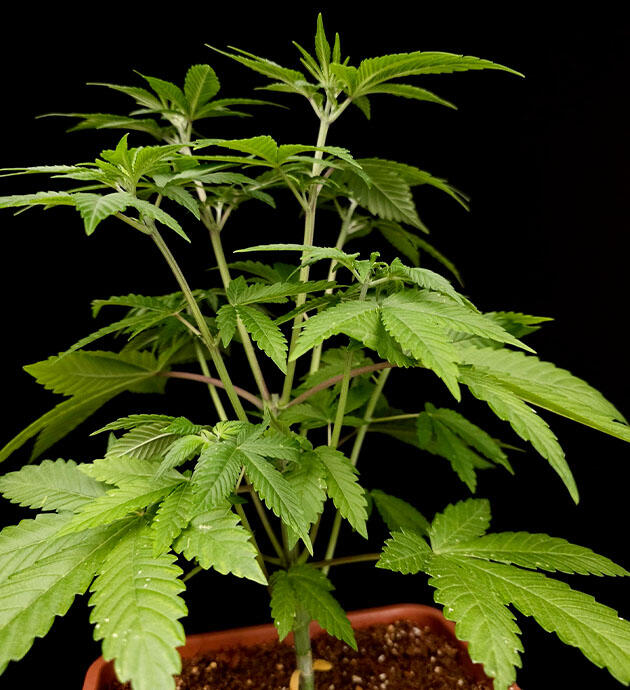 Быстрое восстановление после тренировки Куст Tropicana Cookies FF ростом 37 сантиметров