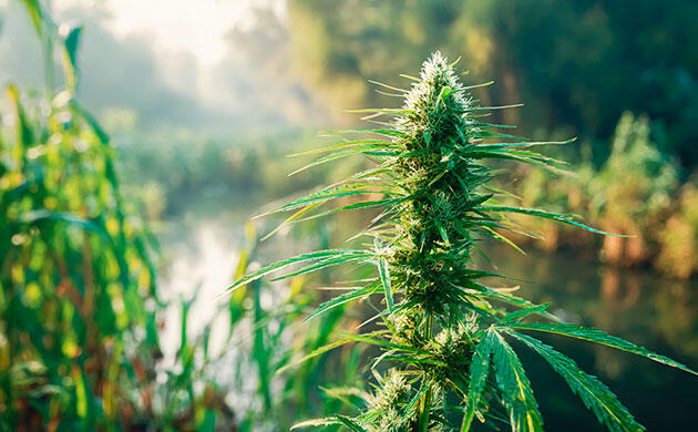 Культивация конопли рядом с водоёмом: плюсы и риски Посадки каннабиса в естественной экосистеме у воды