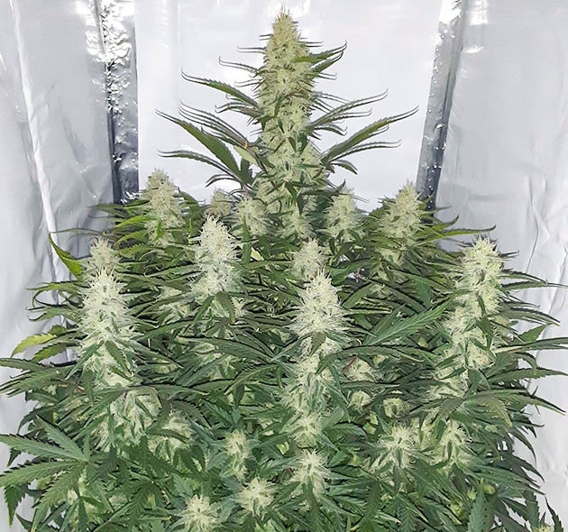Появление сладкого аромата в палатке Куст марихуаны с массивными соцветиями