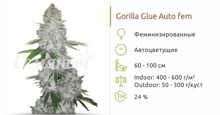Сорт конопли Gorilla Glue Auto Gorilla Glue Auto fem от FastBuds