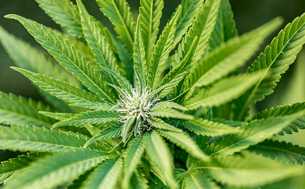 Культивация конопли: воссоздание естественных условий Трудности выращивания сативы в открытом грунте