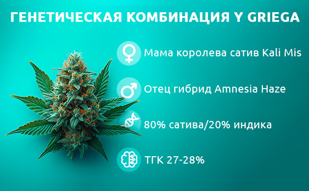 Сатива-доминантный гибрид Y Griega