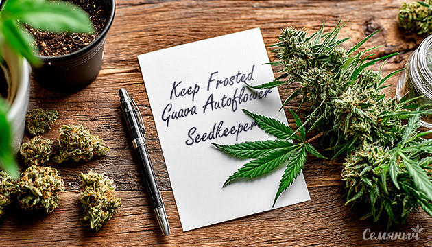 Гроурепорт сорта Keep Frosted Guava Autoflower от Seedkeepers
