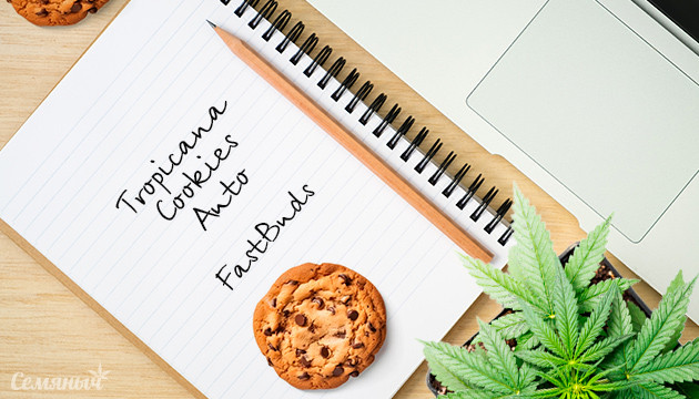 Гроурепорт сорта Tropicana Cookies Auto fem от FastBuds