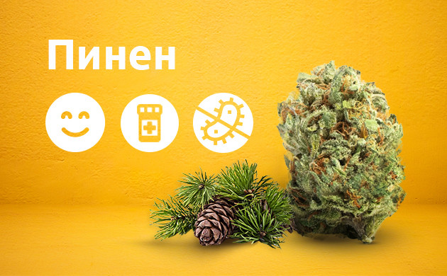 Терпен пинен Свойства пинена