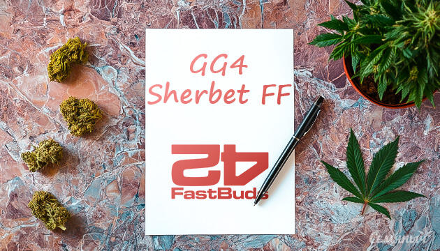 Гроурепорт сорта GG4 Sherbet FF от FastBuds