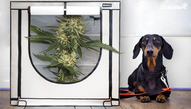 Сорта для маленьких боксов Небольшой куст в гроубоксе