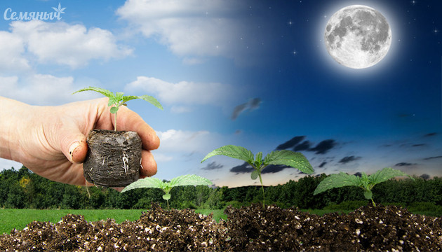 Световой режим при пересадке конопли Световой день при пересадке ростка