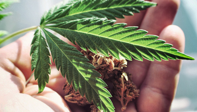 В Канберре выращивание и хранение марихуаны станет законным Выращивание в Австралии законно