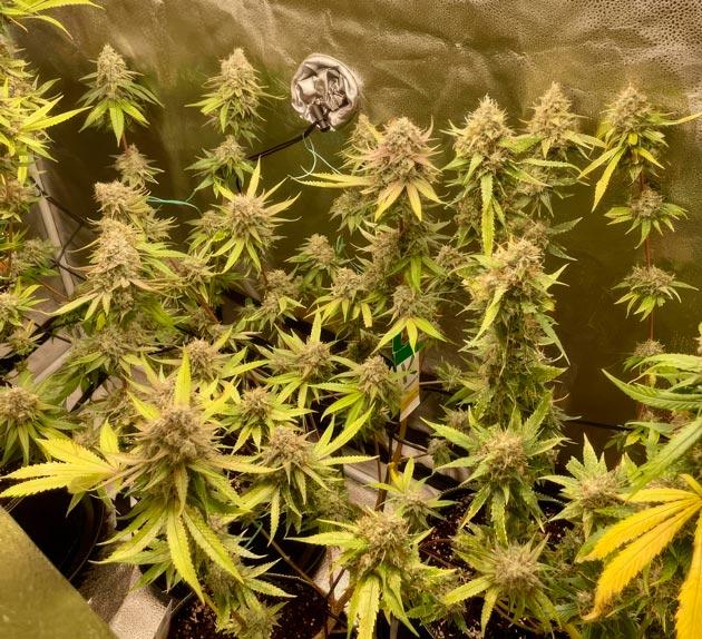 Кусты The White Fire OG на 10 неделе выращивания