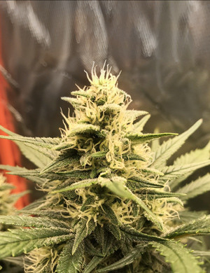 Шишки марихуаны увеличиваются