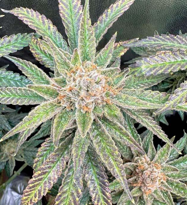 Промывка конопли Куст Mimosa Evo на последней неделе выращивания