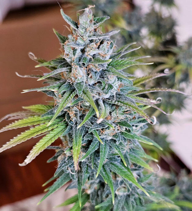 Терпеновый профиль Apple Betty Куст Apple Betty на 15 неделе выращивания