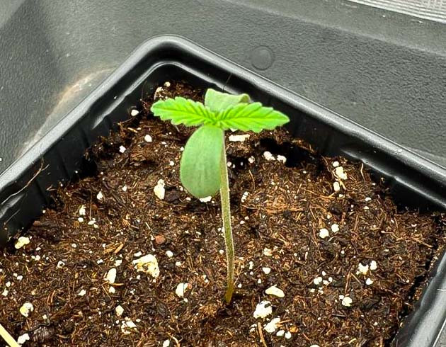 Проращивание семян Проращивание сорта Biscotti Mintz от Barney's Farm