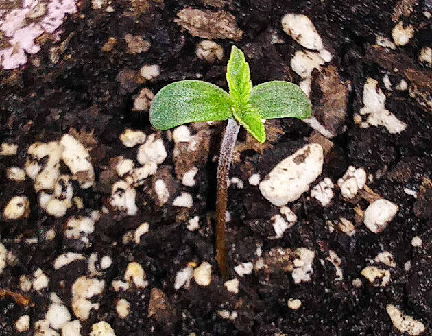 Росток сорта конопли Watermelon Z Auto