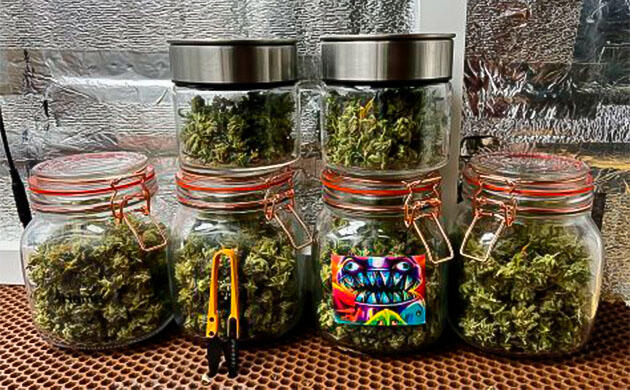 Общие впечатления о грове сорта конопли Super Lemon Haze Собранные шишки конопли