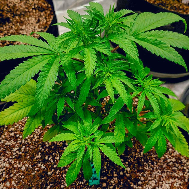 Улучшение после пересадки DDoS #33 Рост корней DDoS #33