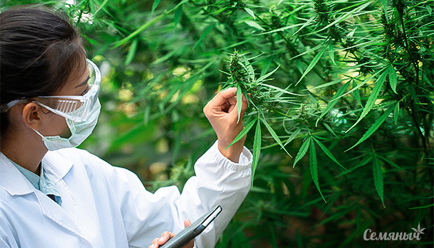 5 условий отличного урожая Условия для получения высокого урожая конопли