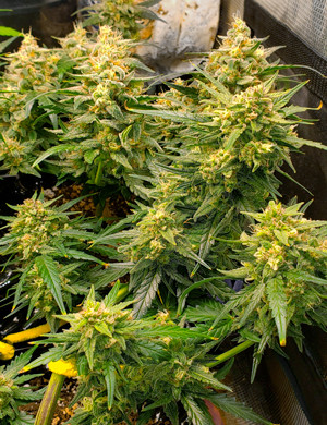 Появление сильного запаха в гроубоксе Большие шишки на 8 неделе