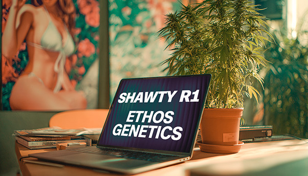 Выращивание сорта марихуаны Shawty R1 от Ethos Genetics Гроурепорт сорта Shawty R1 от Ethos Genetics