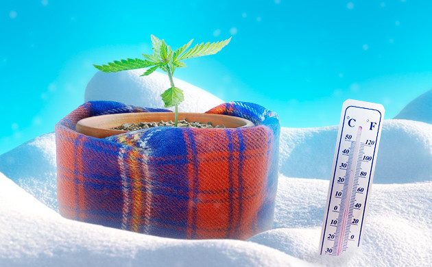 Как защитить коноплю от холода