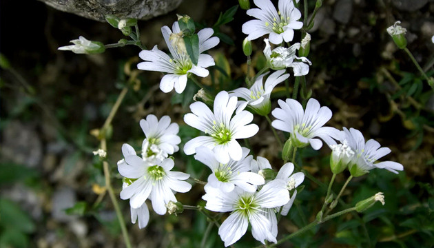 Церастиум улучшает качество почвы Ясколка Бибрештейна