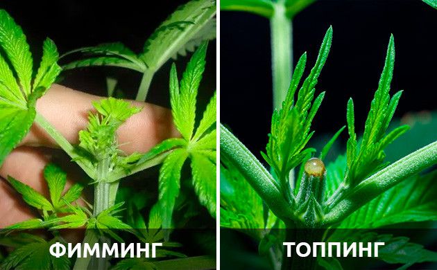 Преимущества фимминга Фимминг более эффективен в некоторых случаях