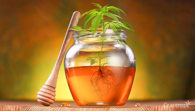 Польза меда для конопли Мед для клонов конопли