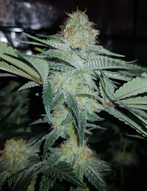 Соцветие конопли