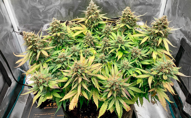 Куст готовый к хавресту Куст Bruce Banner Auto с сухими листьями