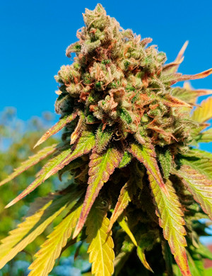Шишка Royal Gorilla перед харвестом Шишка под лучами солнца