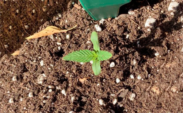 Саженец на первой неделе выращивания Росток в грунте